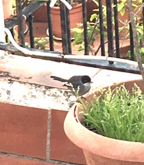 Curruca melanocephala