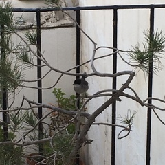 Curruca melanocephala