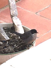 Curruca melanocephala