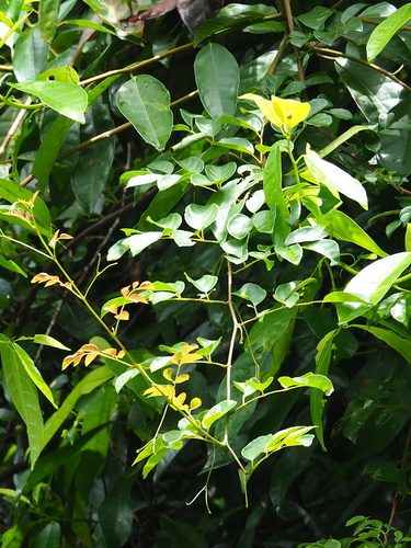 Caesalpinia crista iNat (3)