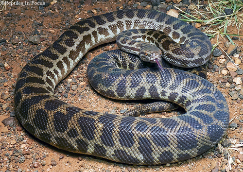 Children's Python sighting