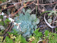 Echeveria potosina