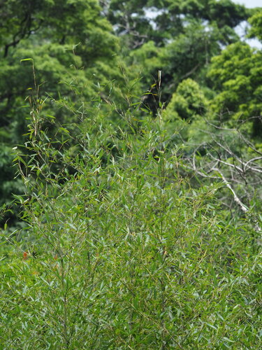 Phyllostachys makinoi, photograph 4