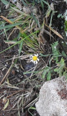 Erigeron delphinifolius
