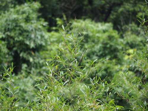 Phyllostachys makinoi, photograph 5