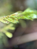 Cryphaea acuminata - Photo (c) reingered, some rights reserved (CC BY-NC), uploaded by reingered