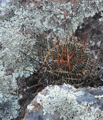 Echinofossulocactus pentacanthus