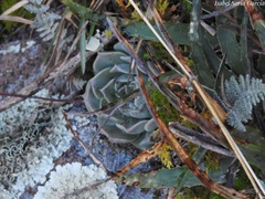 Echeveria potosina