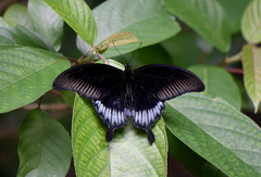 Papilio ascalaphus