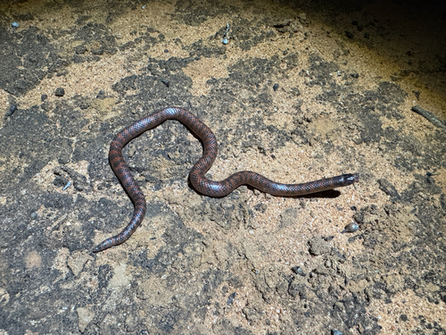 Southern Shovel-nosed Snake sighting