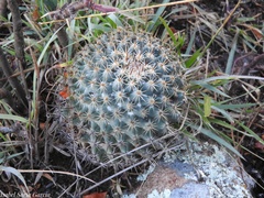 Coryphantha clavata clavata