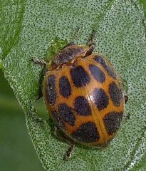 Epilachna paenulata