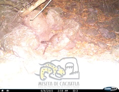 Leopardus pardalis pardalis