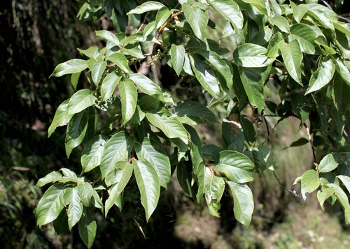 oval-leaf lyonia (Lyonia ovalifolia)