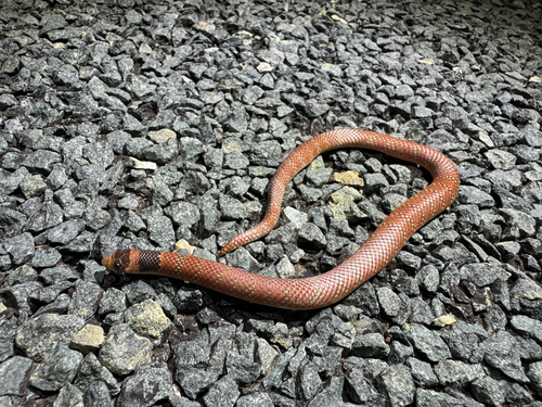 Eastern Shovel-nosed Snake sighting