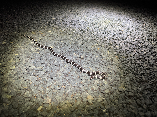 Eastern Bandy Bandy sighting