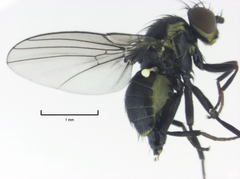 Liriomyza hebae