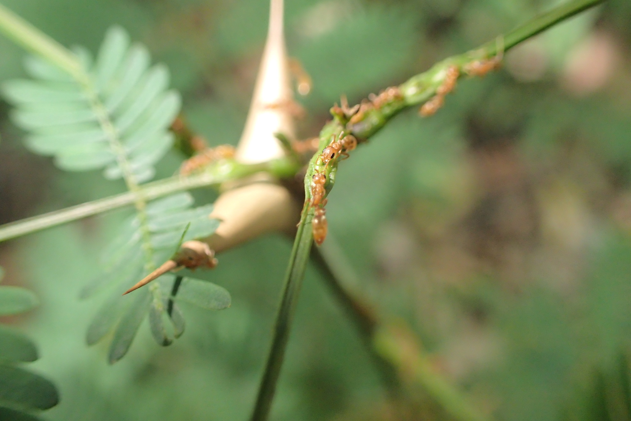 Pseudomyrmex nigrocinctus