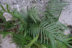 Pteris vittata