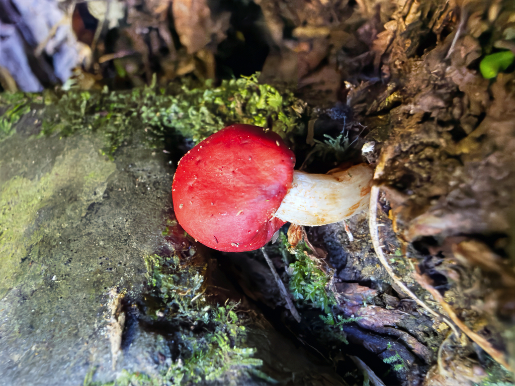 Leratiomyces erythrocephalus · November 2025 · photo: © jeremy_rolfe (iNaturalist, cc-by)
