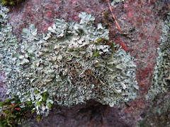 Xanthoparmelia stenophylla