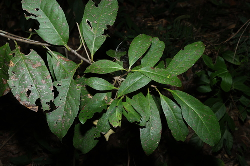 White Hazelwood (Symplocos stawellii)