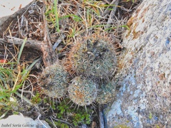 Coryphantha clavata clavata
