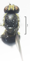 Liriomyza hebae