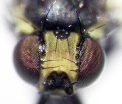 Liriomyza hebae