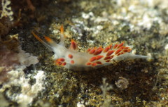 Coryphella