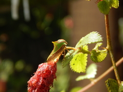 Umbonia