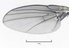 Liriomyza hebae
