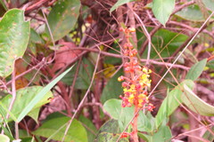 Byrsonima crassifolia