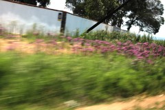 Campuloclinium macrocephalum