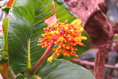 Palicourea rigida
