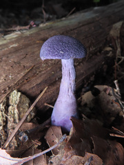 ムラサキフウセンタケ