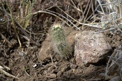 Echinocereus blumii