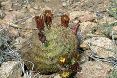 Echinocereus blumii