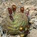 Echinocereus blumii - Photo (c) Wolfgang Blum, some rights reserved (CC BY-NC), uploaded by Wolfgang Blum