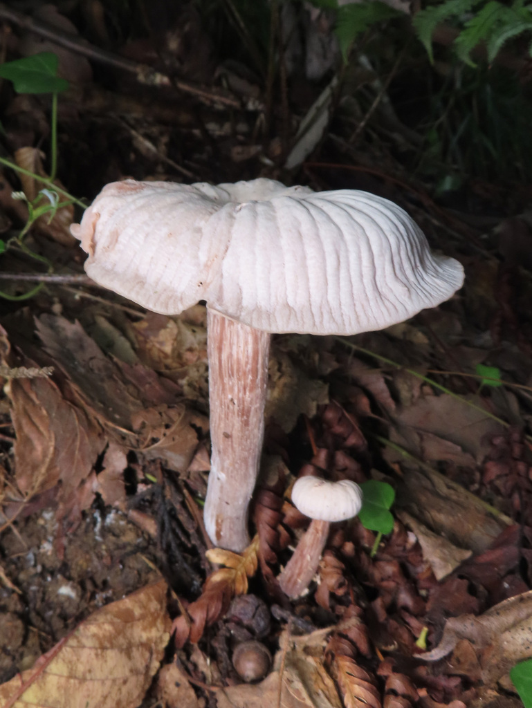 Laccaria vinaceoavellanea · October 2025 · photo: © timur_kalininsky (iNaturalist, cc-by)
