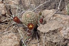 Echinocereus blumii