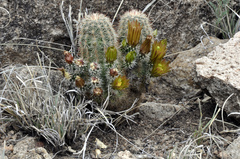 Echinocereus blumii