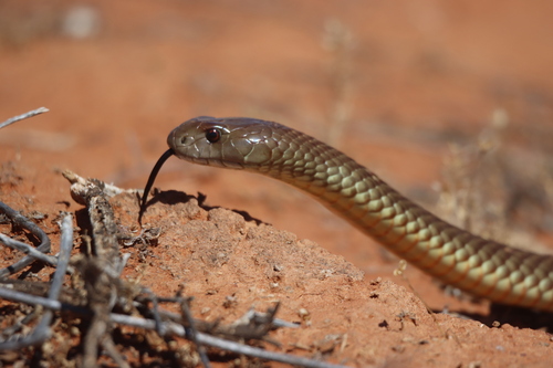 Mulga Snake sighting