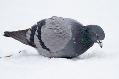 Columba livia domestica