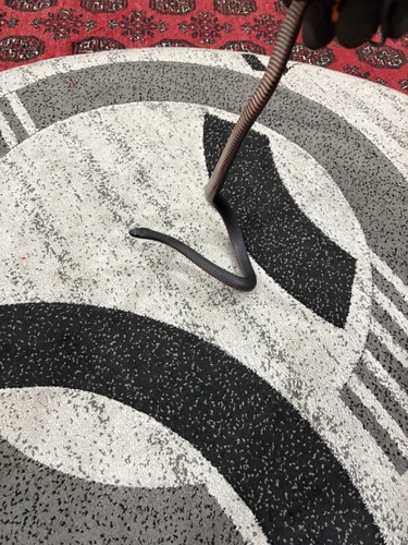 Red-bellied Black Snake sighting