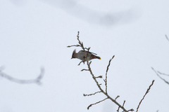 Bombycilla garrulus