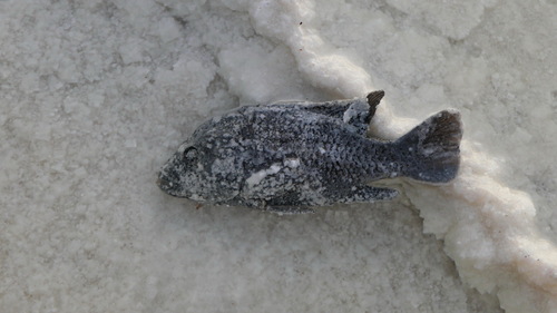 Danakilia