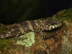Srilanka Agama photo 2