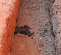 Centruroides gracilis