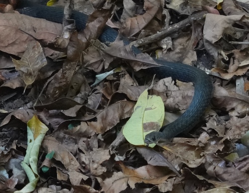 Common keelback sighting